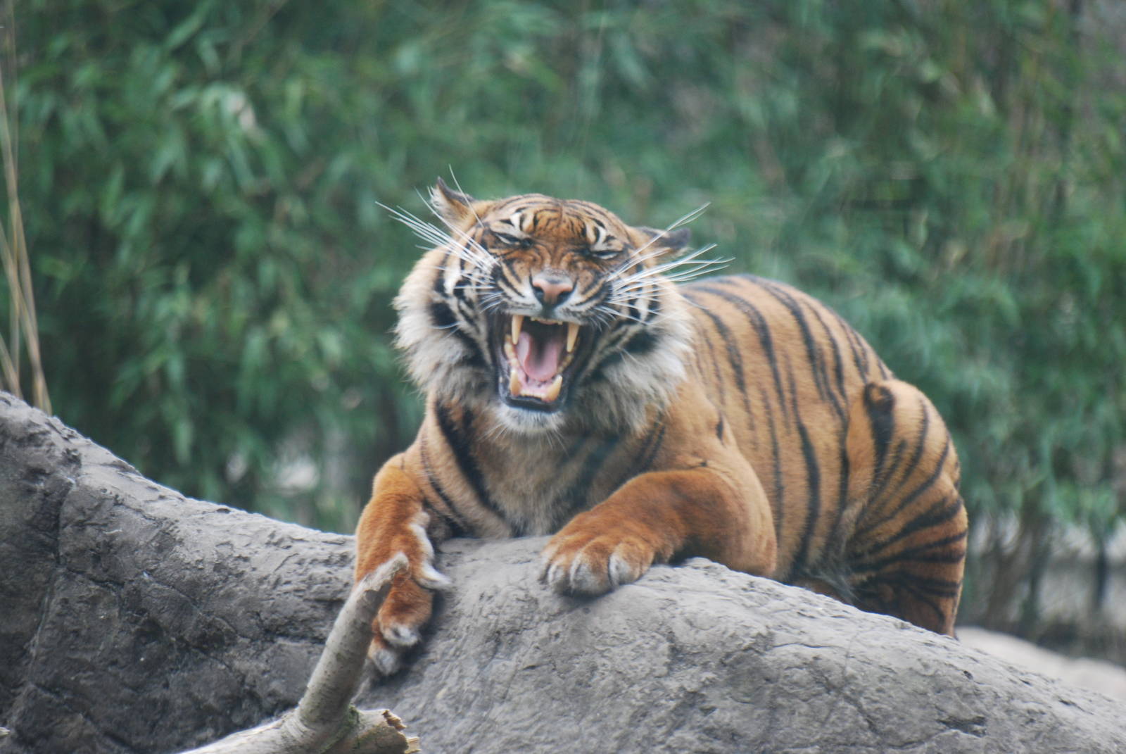 Sumatran tiger