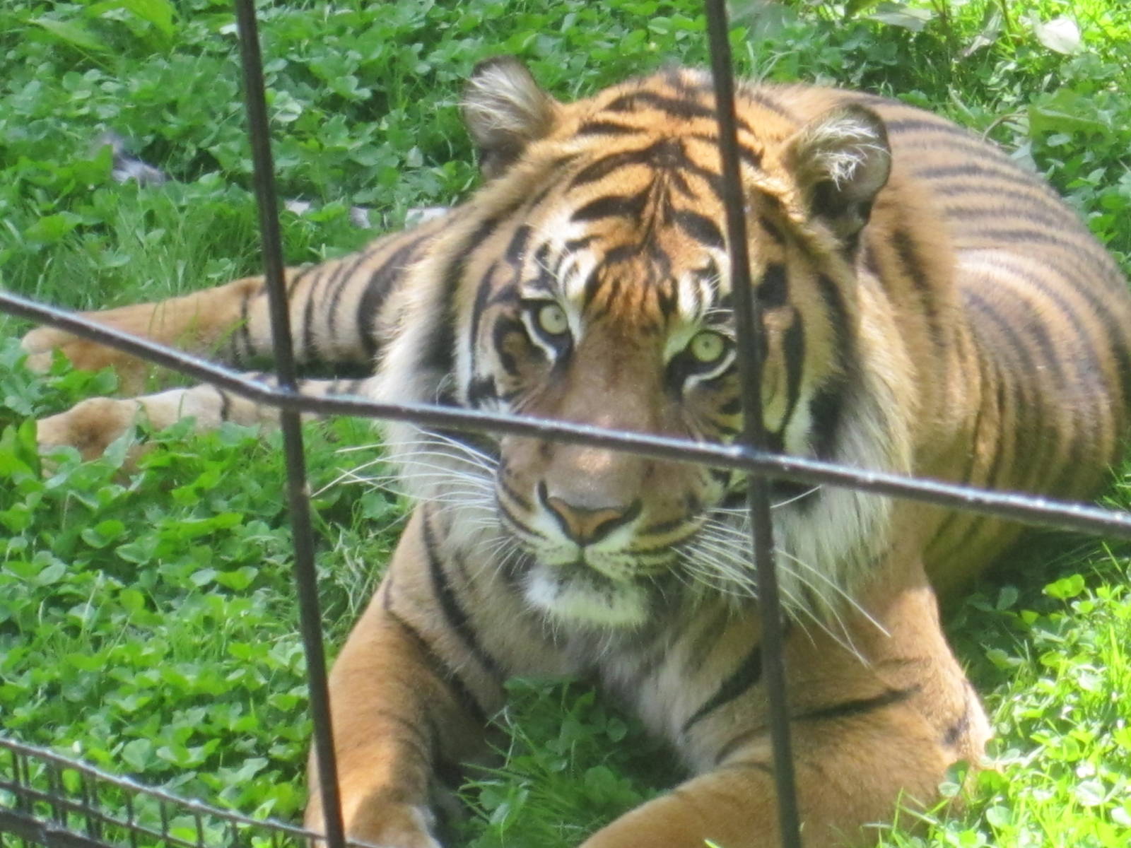 Sumatran Tiger