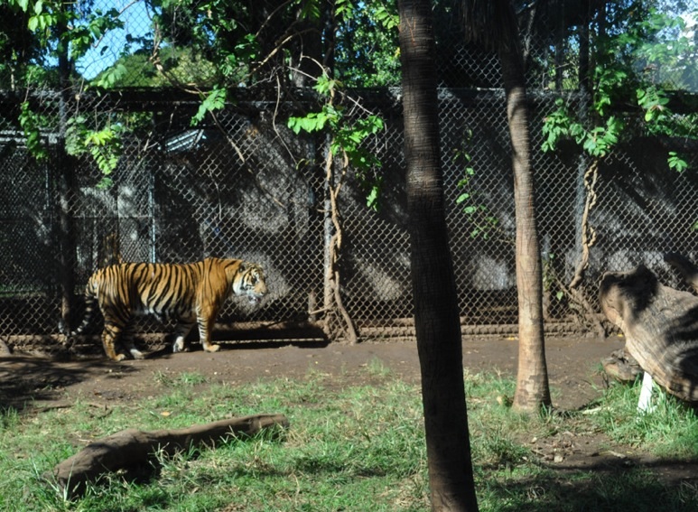 Sumatran Tiger