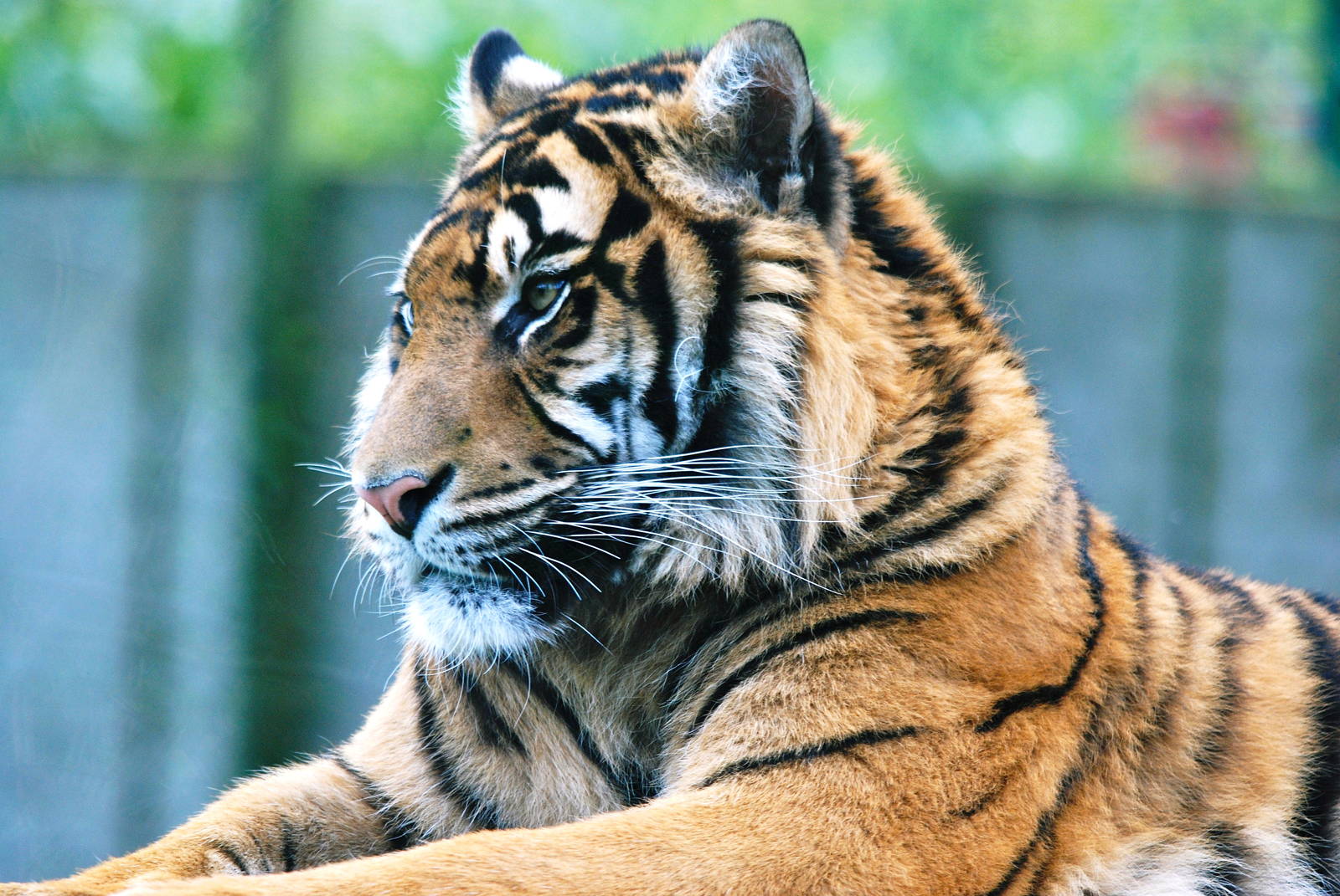 Sumatran Tiger