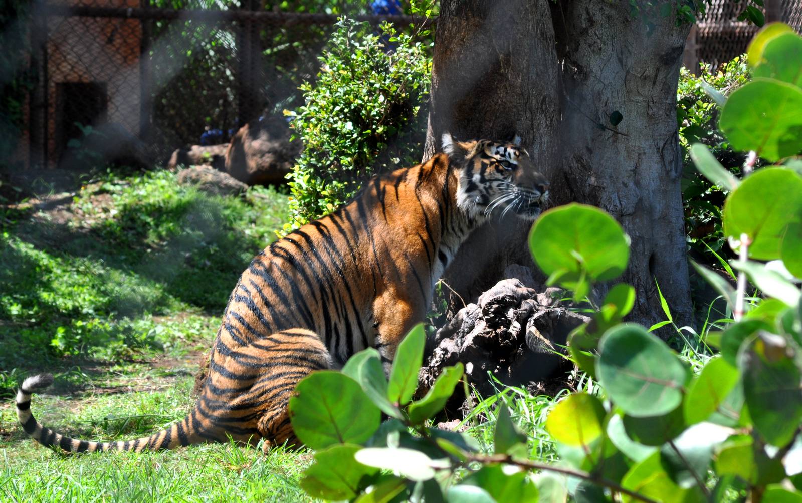 Sumatran Tiger
