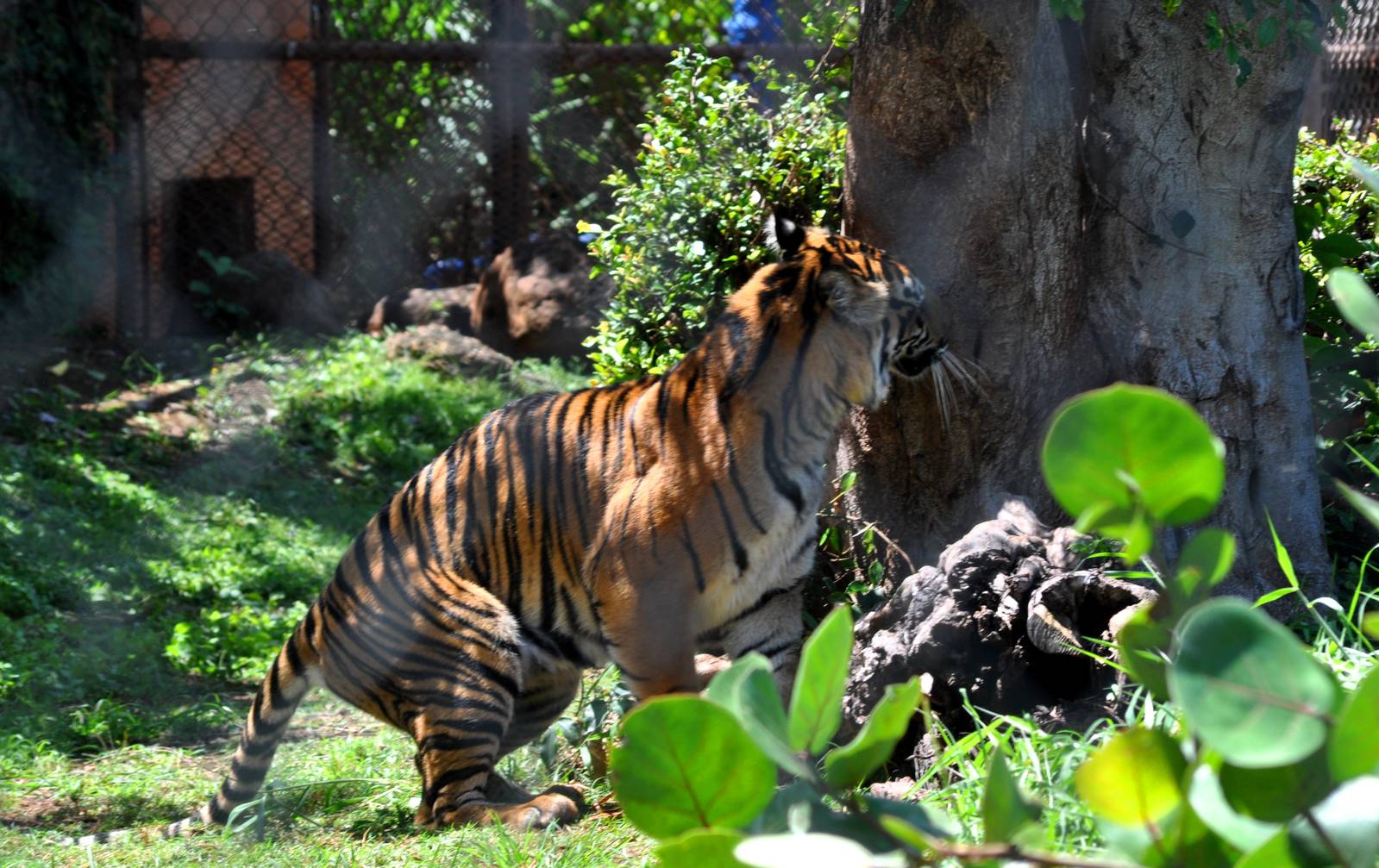 Sumatran Tiger