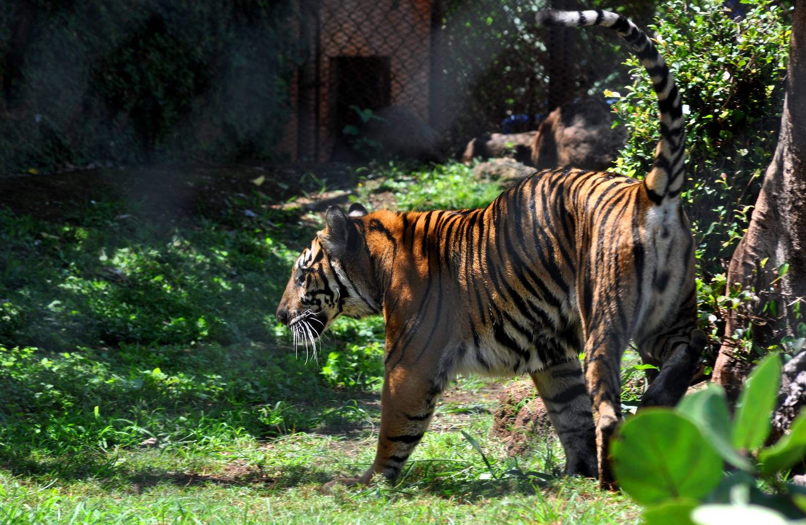 Sumatran Tiger