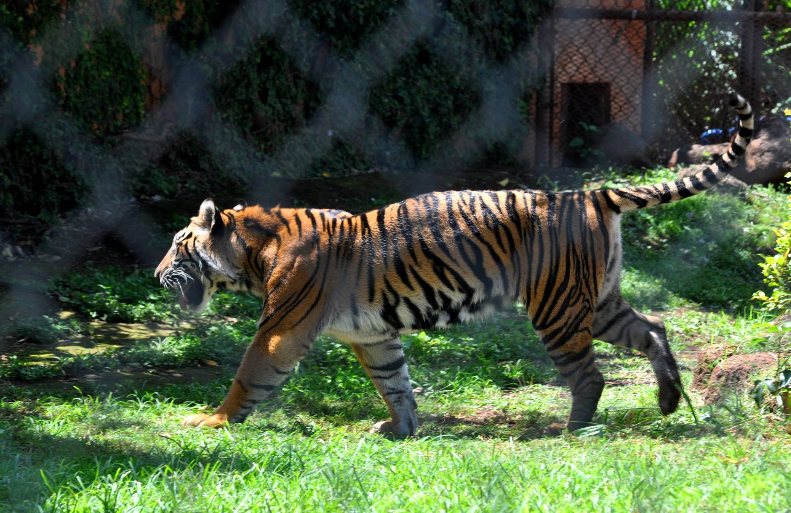 Sumatran Tiger