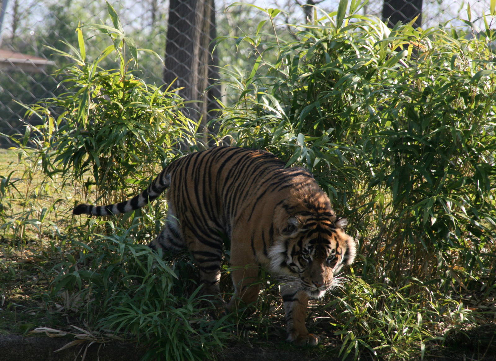 Sumatran tiger
