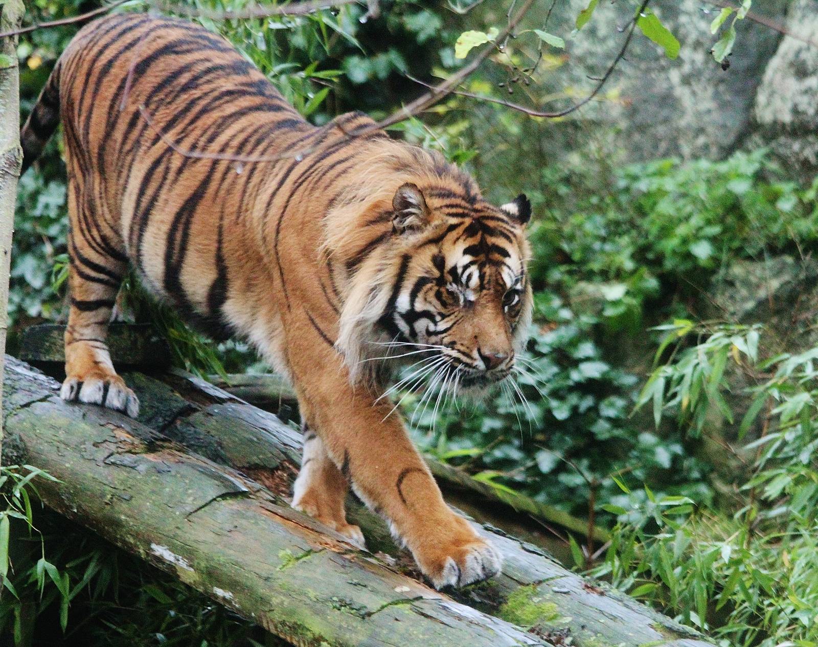 Sumatran Tiger