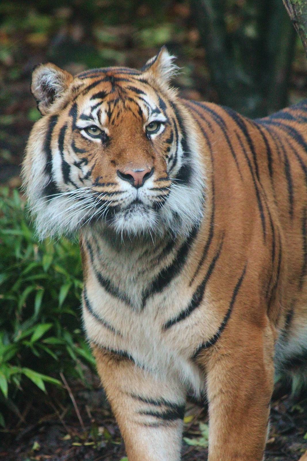 Sumatran Tiger