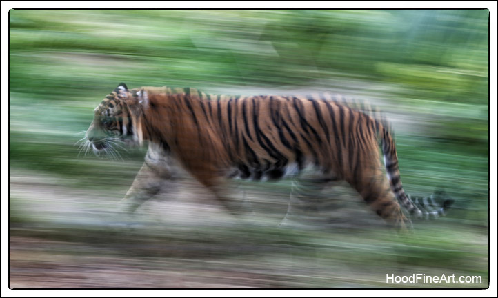 Sumatran tiger