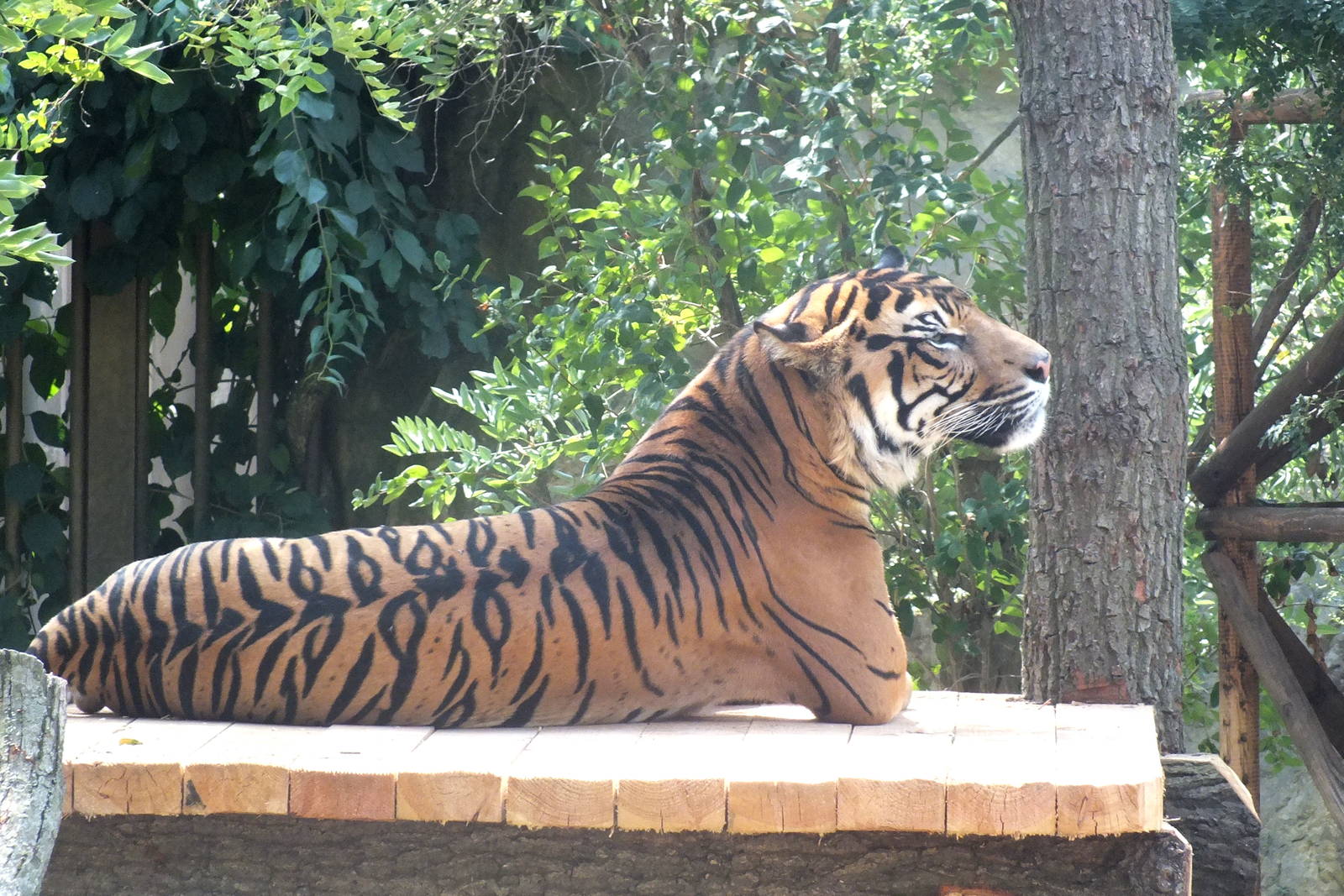 Sumatran Tiger
