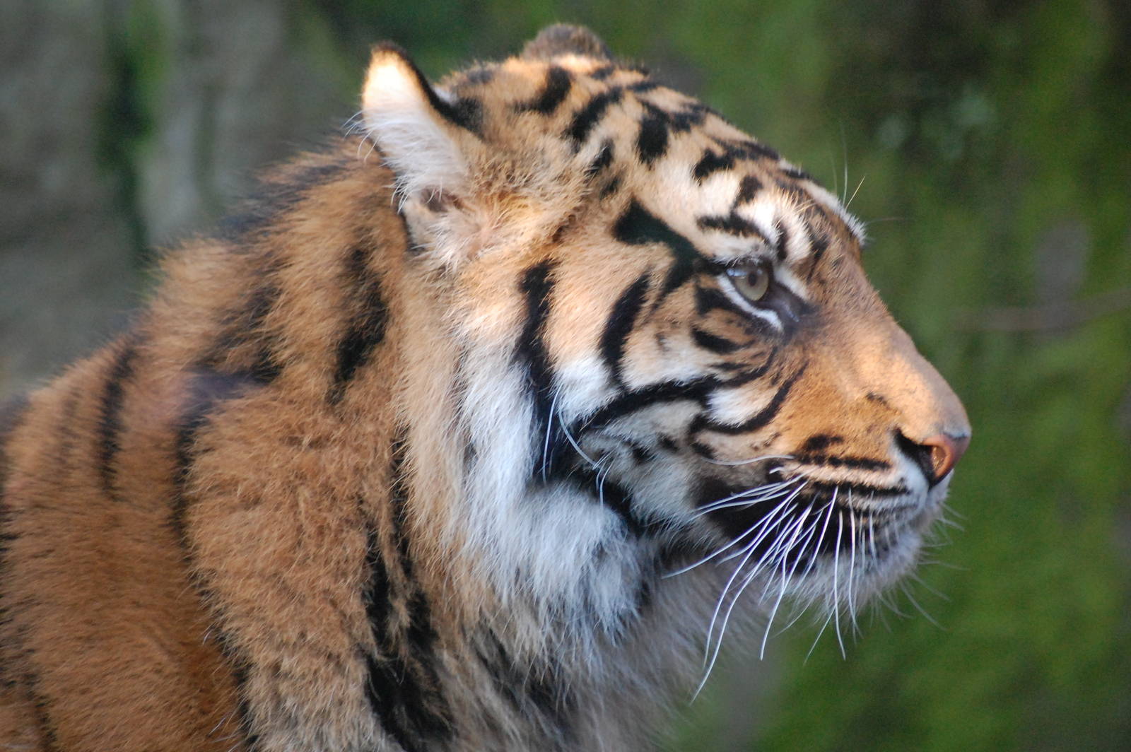 Sumatran Tiger