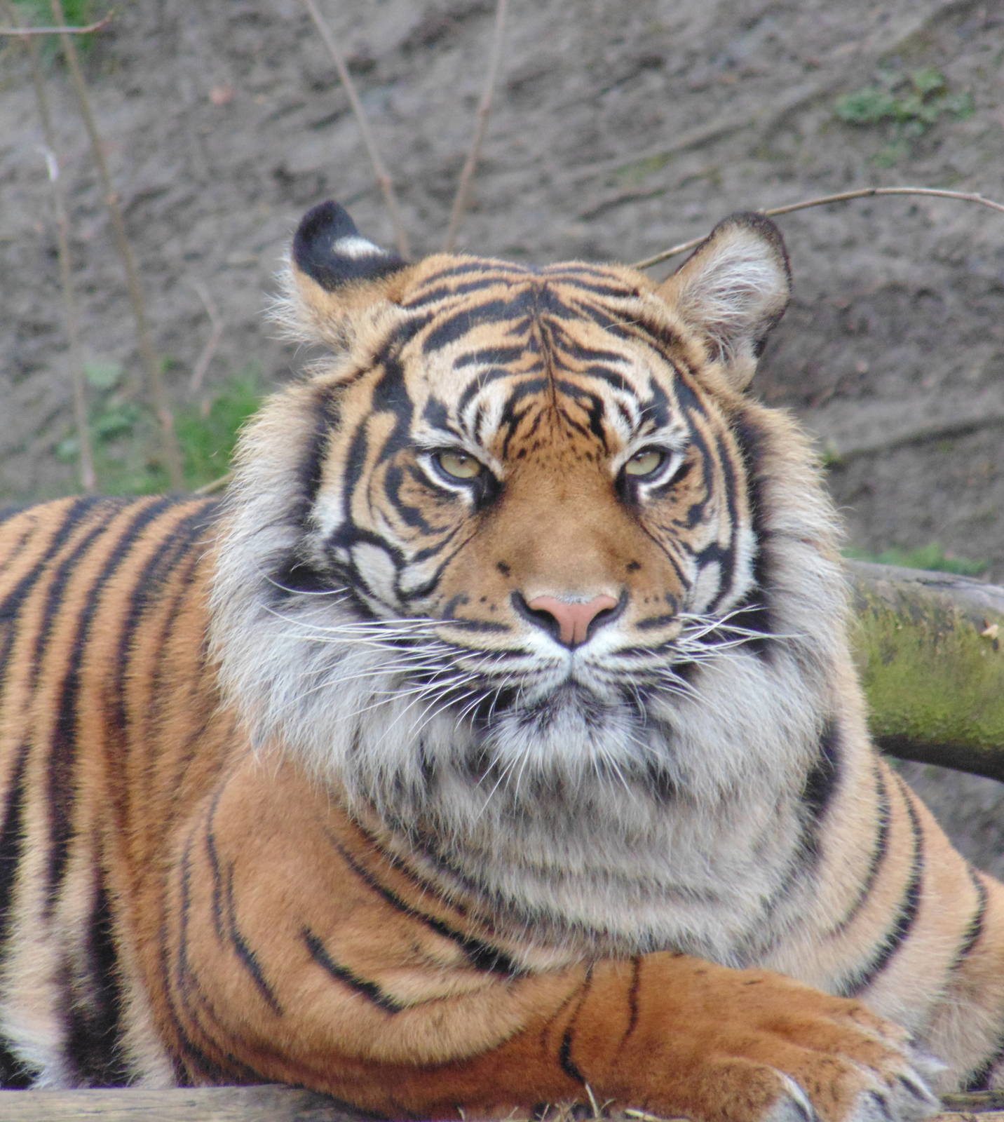 Sumatran Tiger