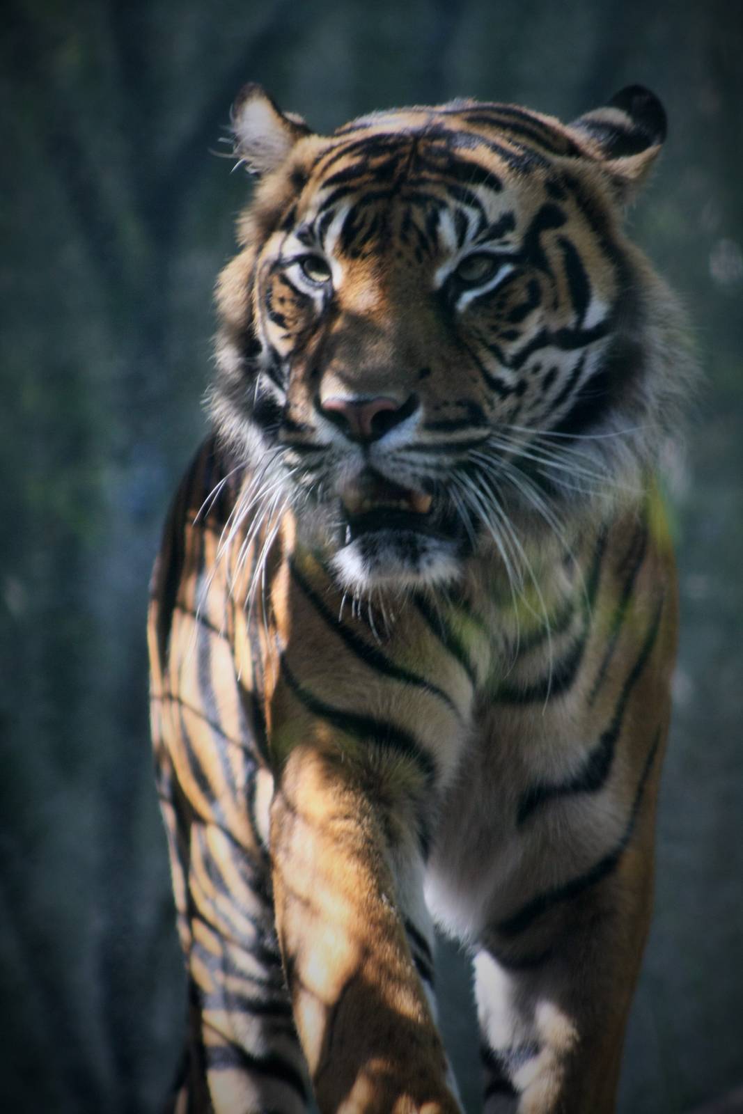 Sumatran Tiger