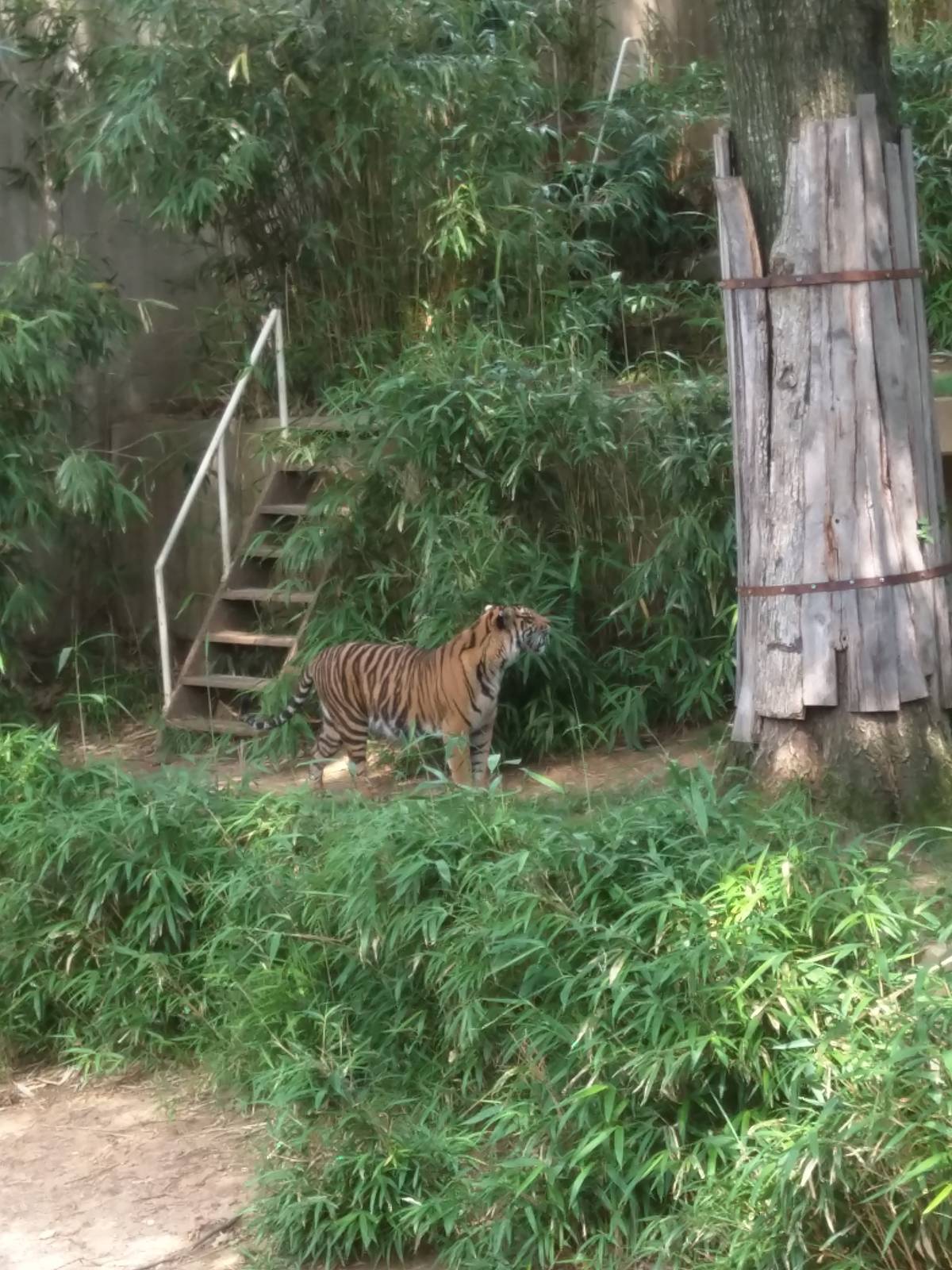 Sumatran tiger