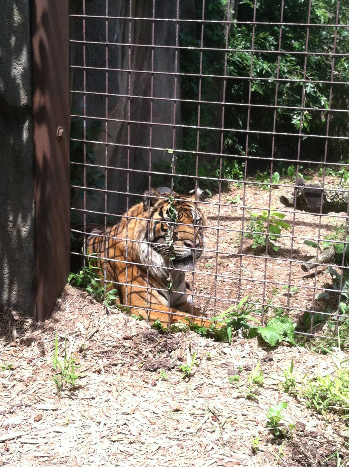 Sumatran Tiger