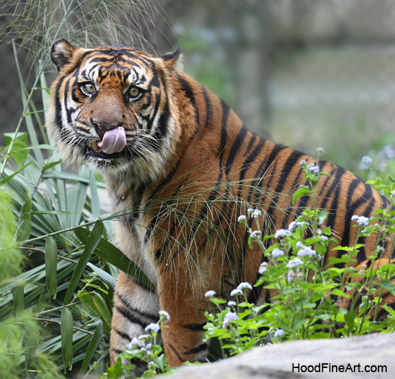 Sumatran tiger