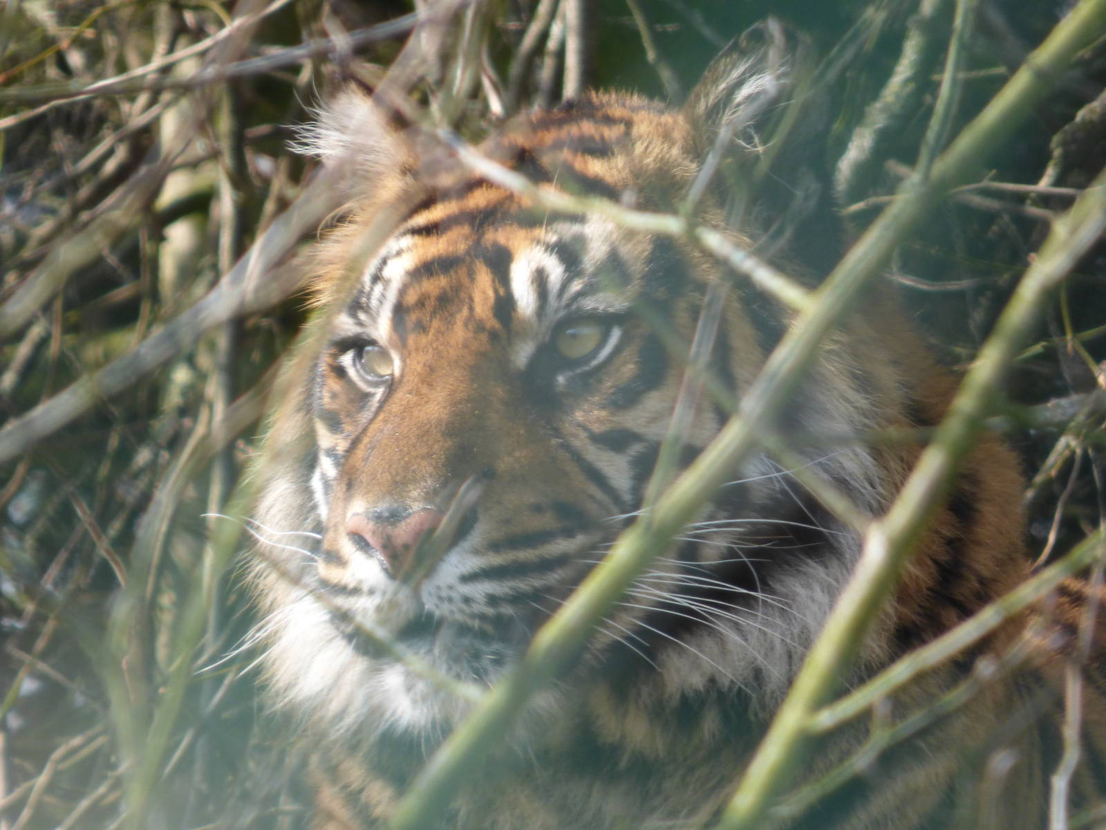 Sumatran Tiger