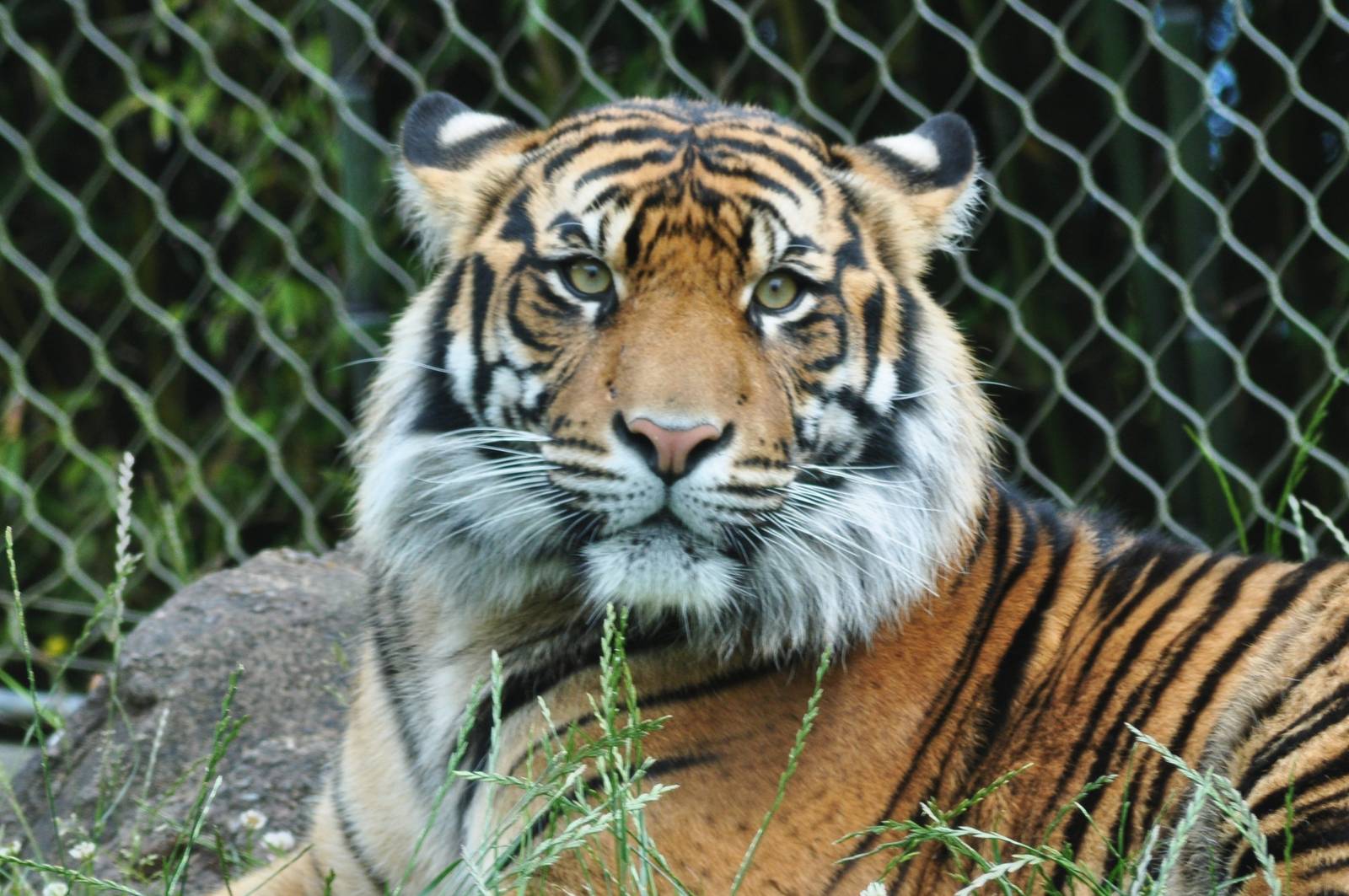 Sumatran Tiger