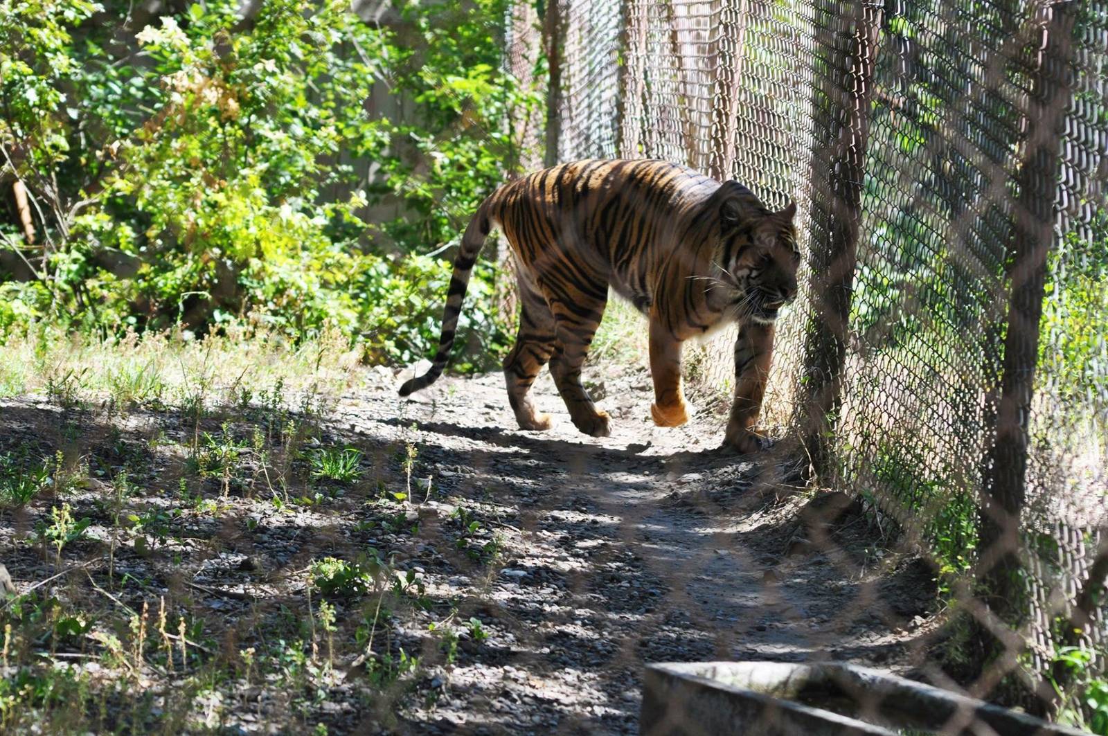 Sumatran Tiger