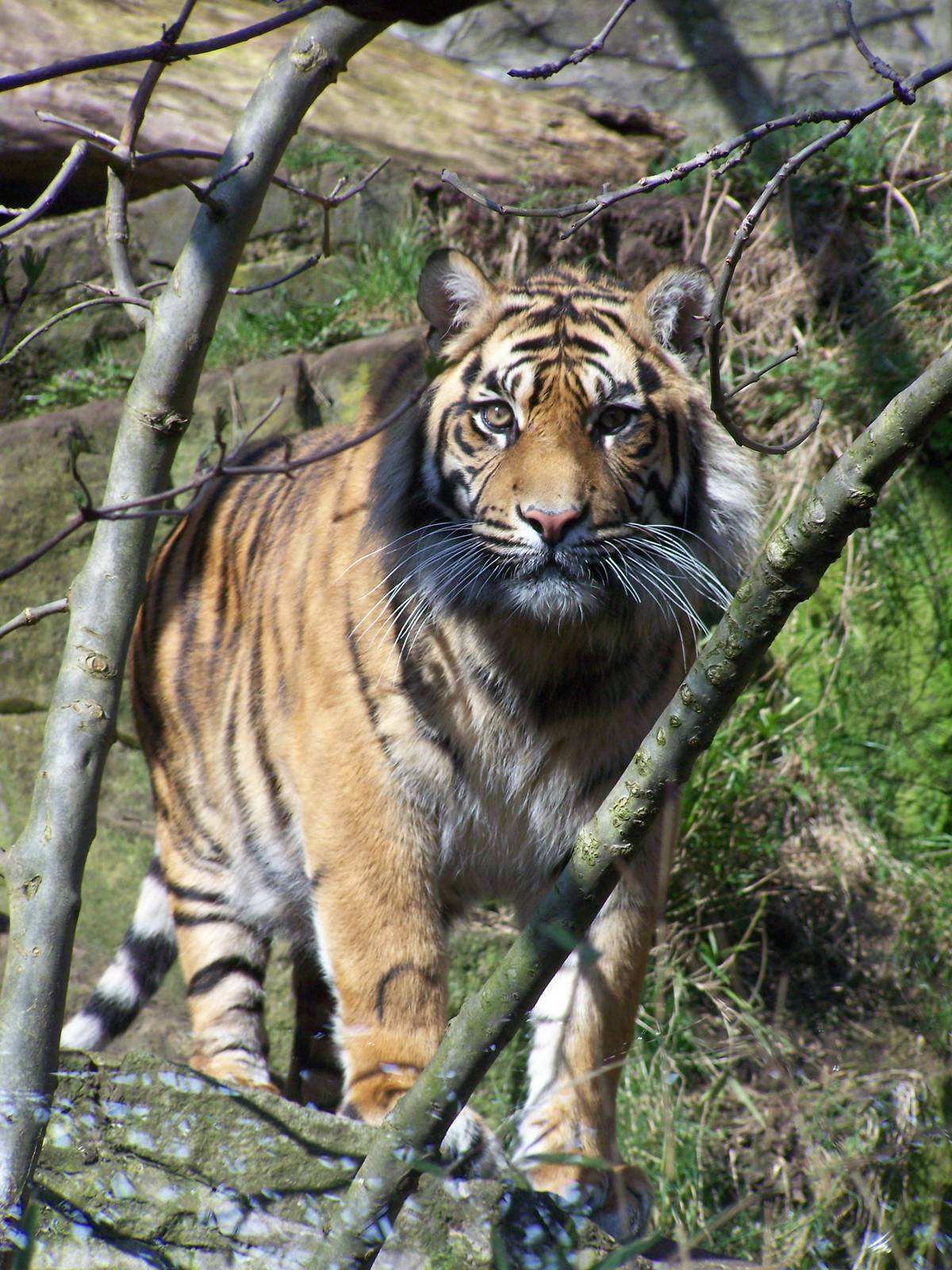 Sumatran tiger