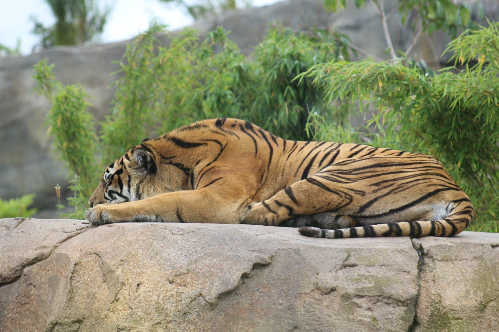 Sumatran Tiger