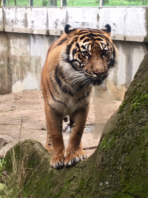 Sumatran Tiger