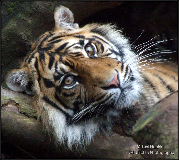 Sumatran Tiger