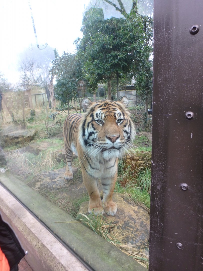 Sumatran tiger