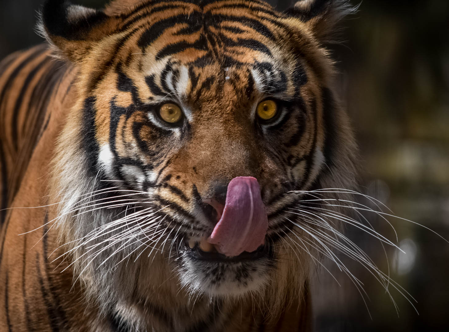 Sumatran Tiger