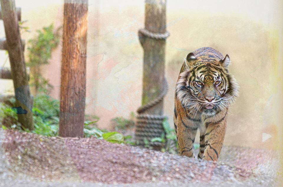 Sumatran Tiger