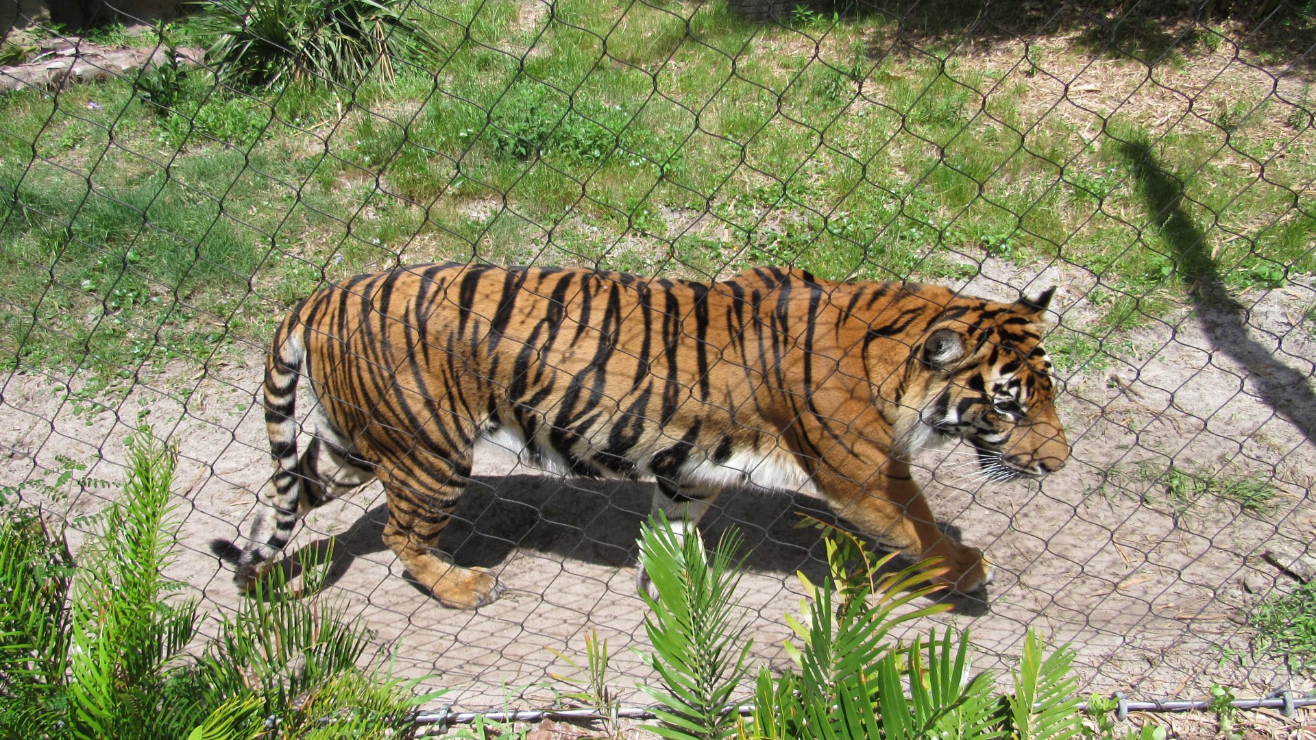 Sumatran Tiger