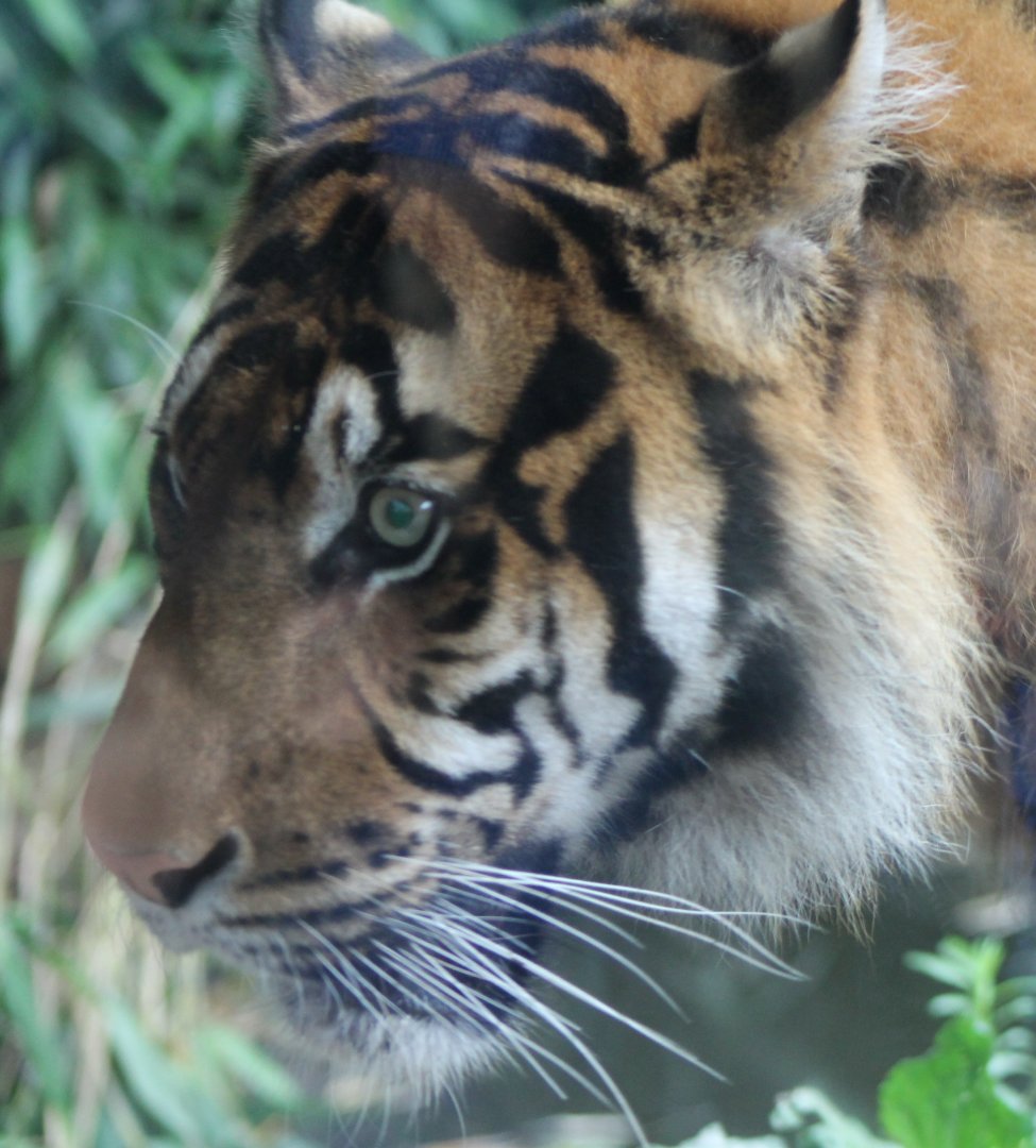 Sumatran tiger