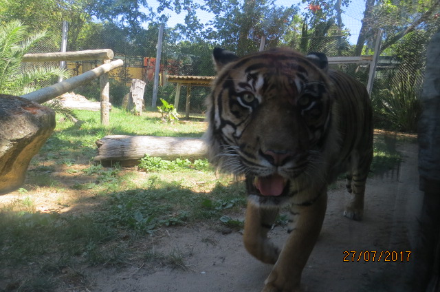 Sumatran Tiger