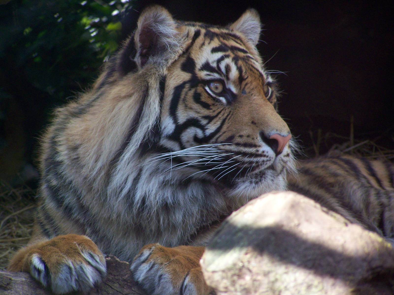 Sumatran tiger