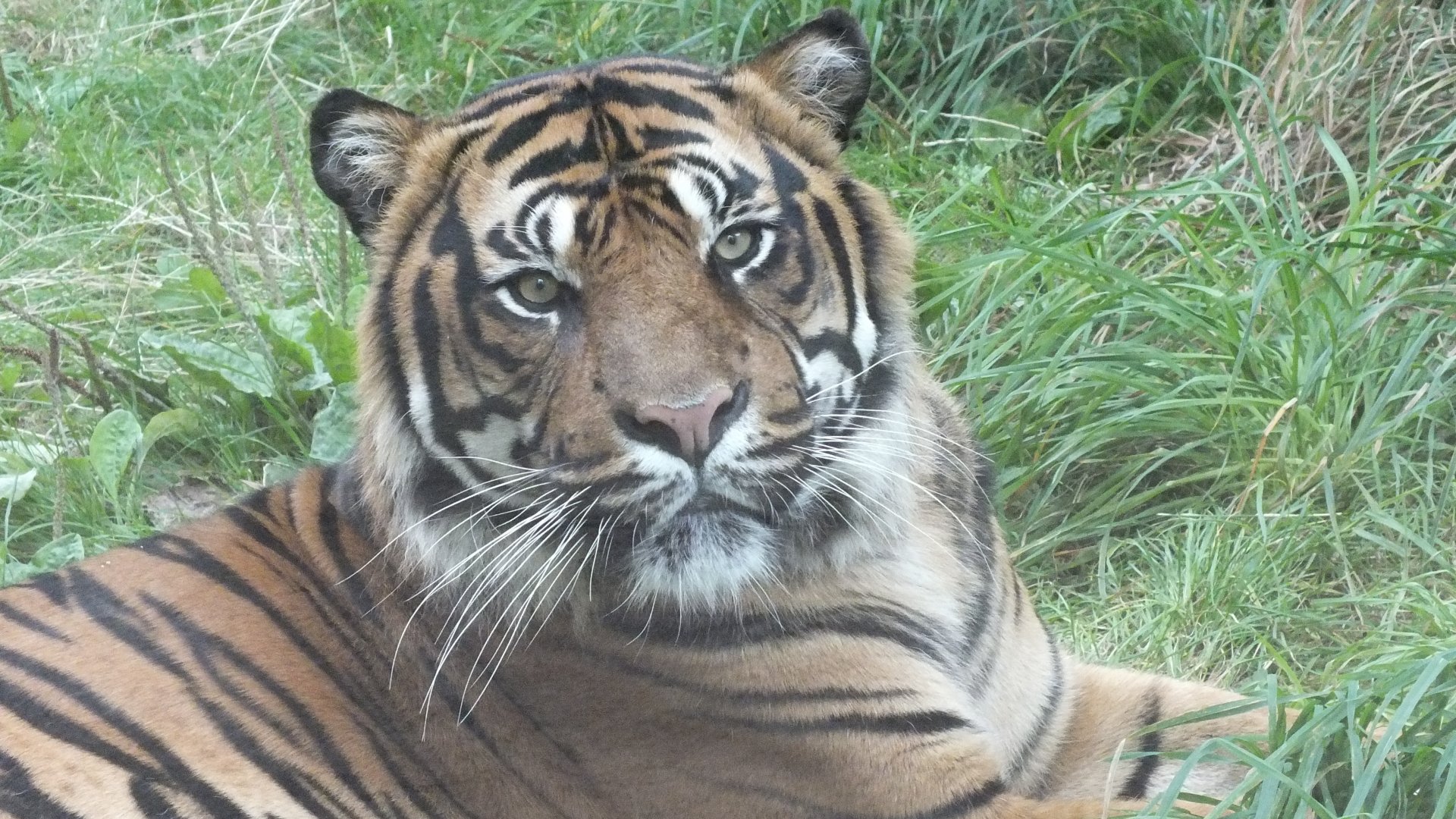 Sumatran Tiger
