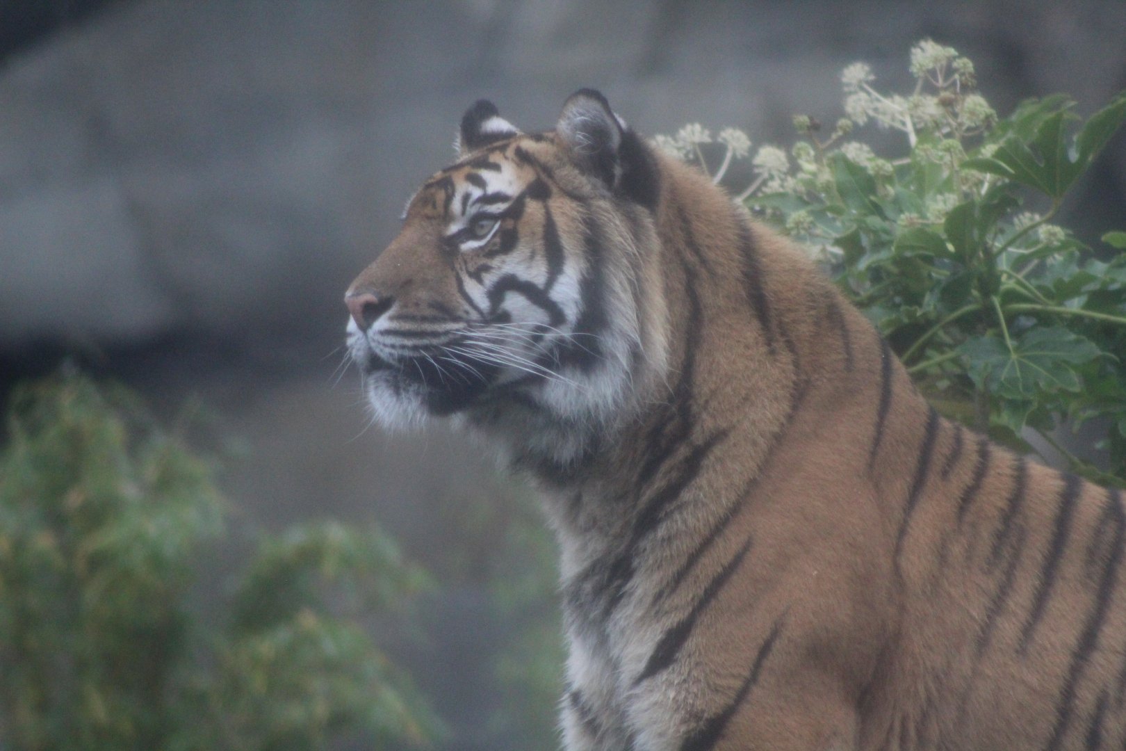 Sumatran Tiger