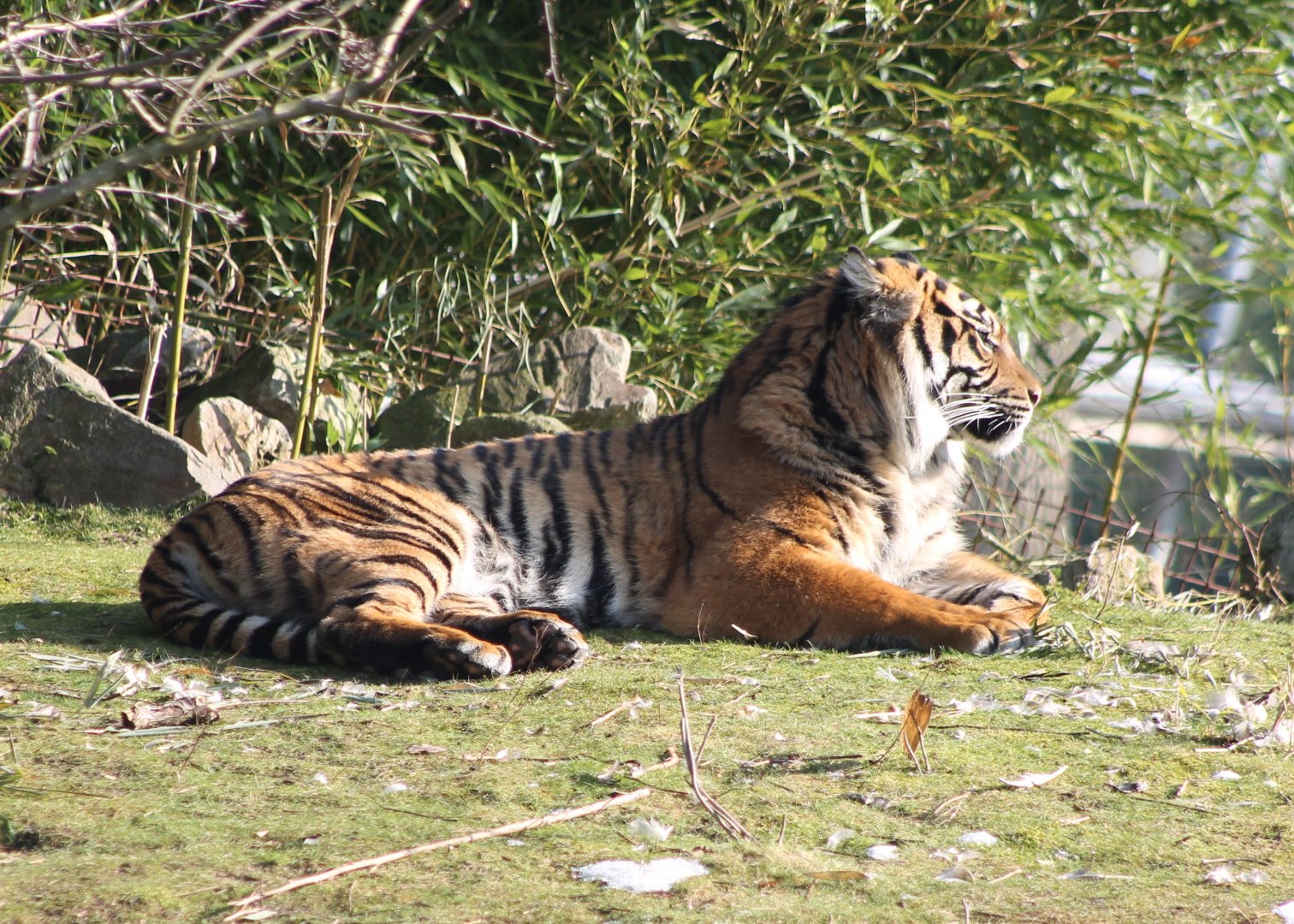 Sumatran tiger