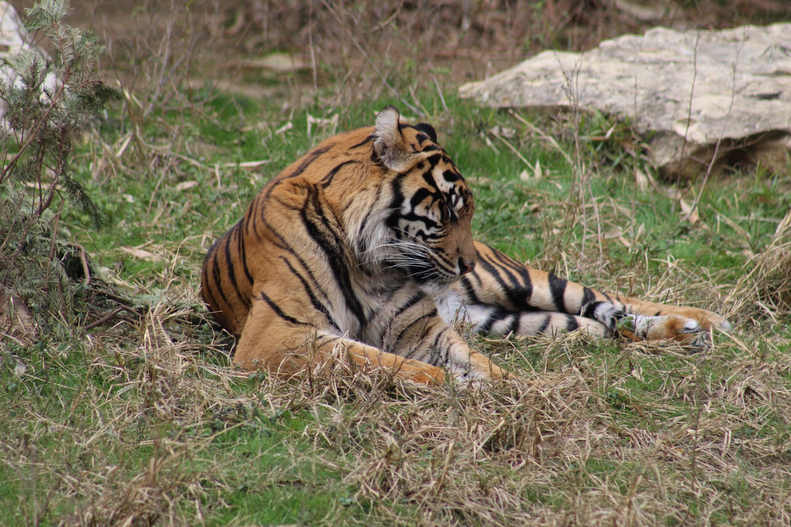Sumatran Tiger