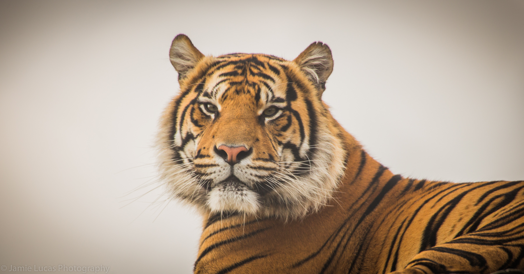 Sumatran Tiger
