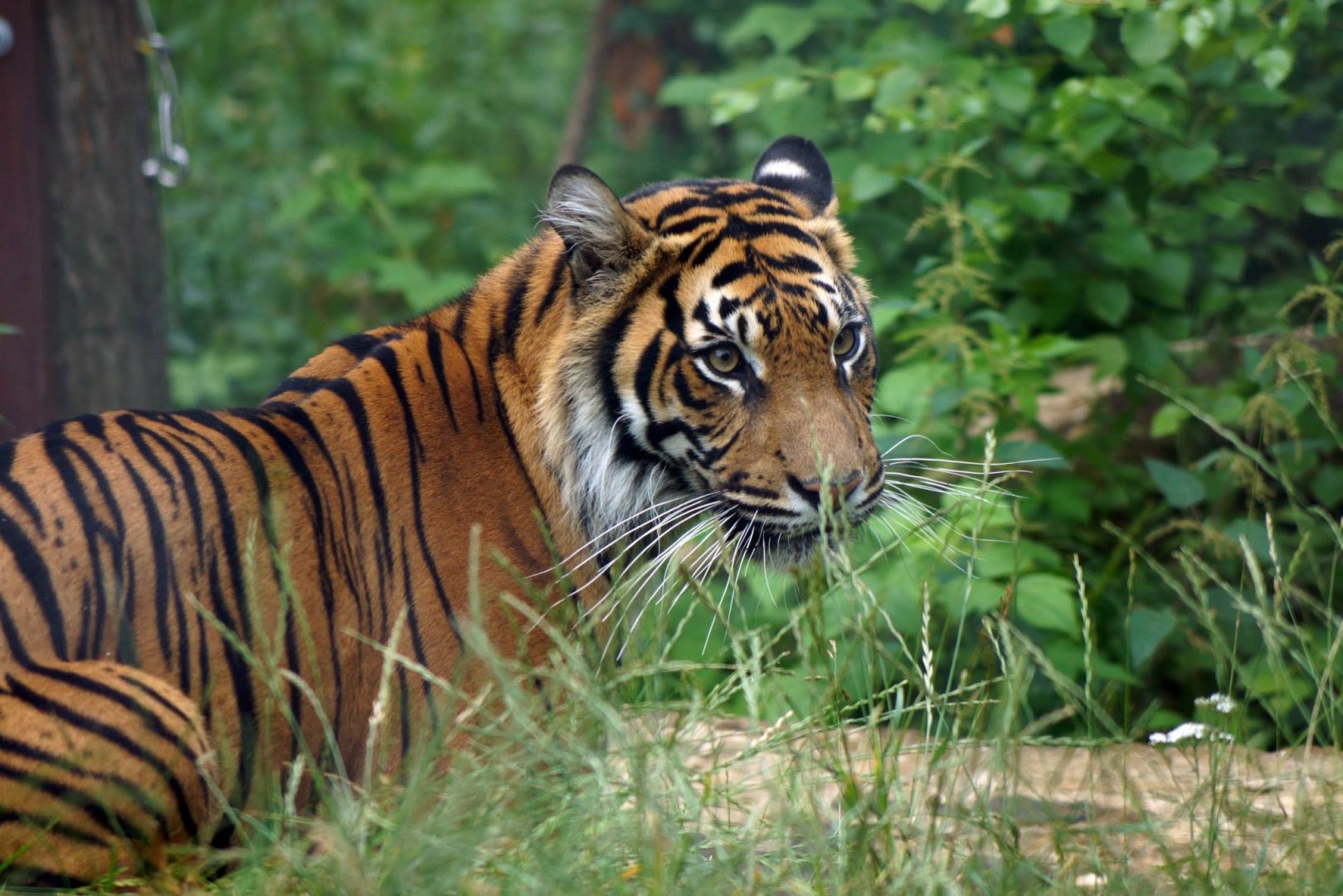 Sumatran Tiger