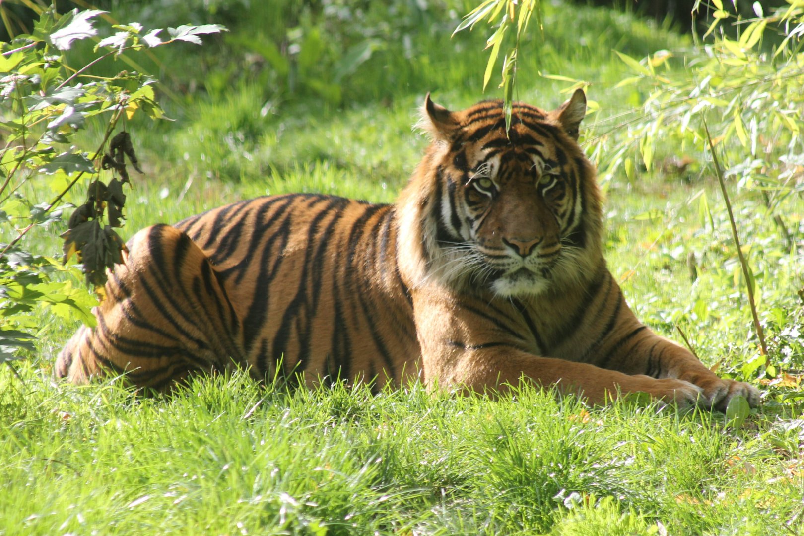 Sumatran tiger