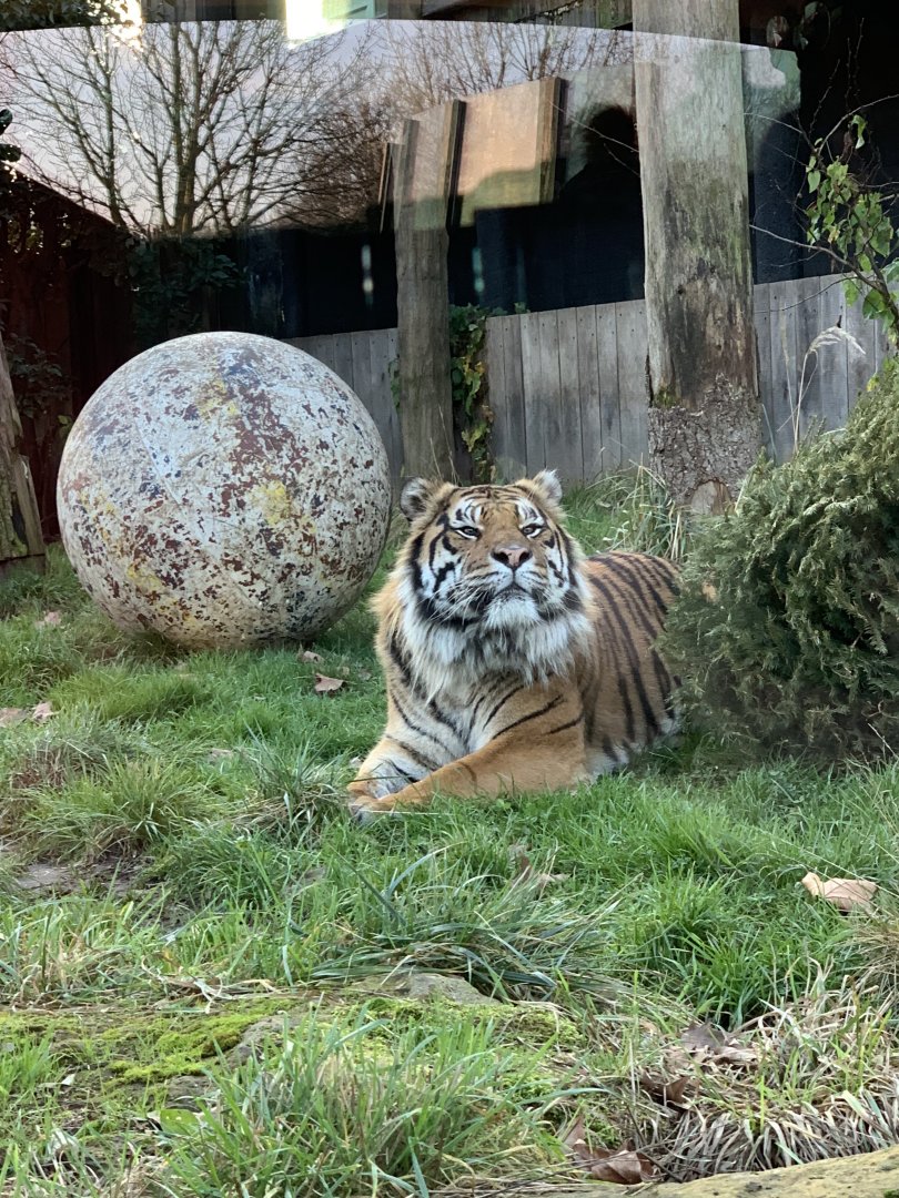 Sumatran Tiger