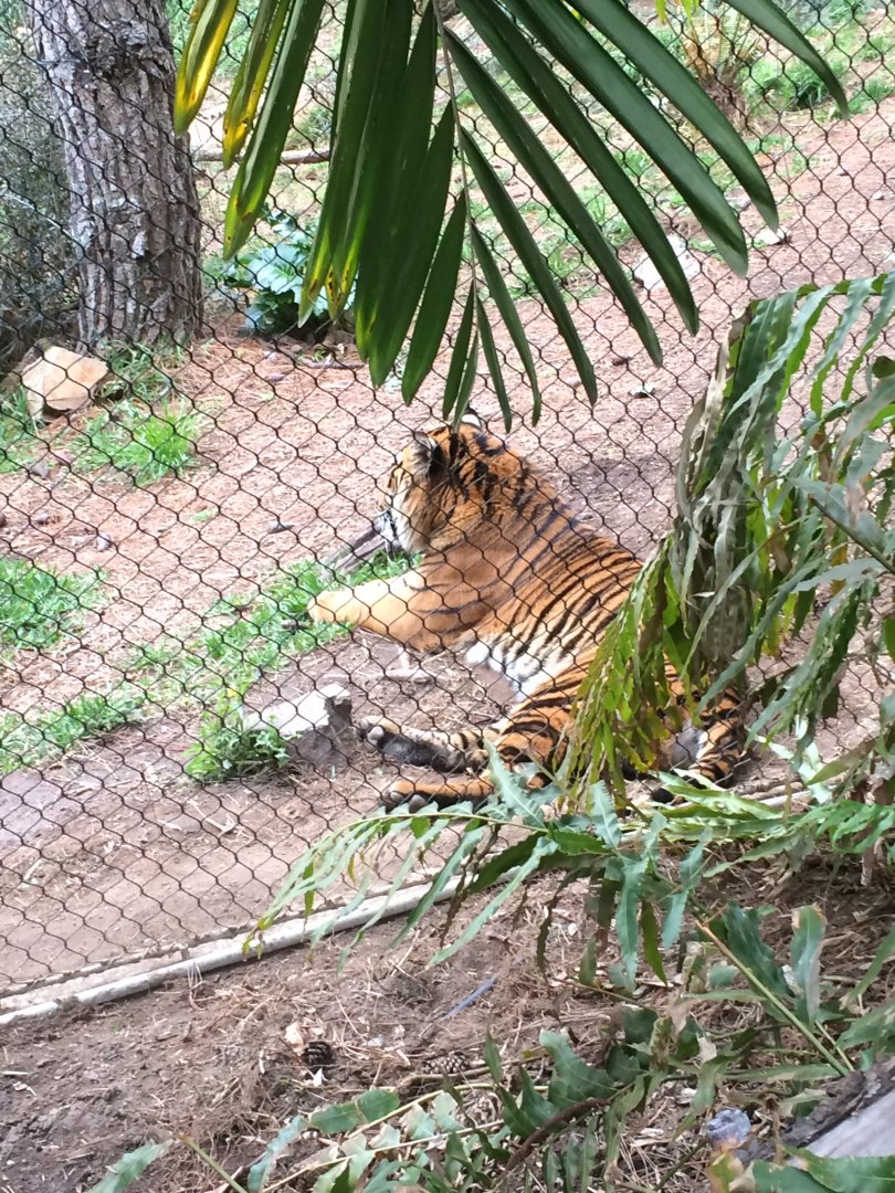 Sumatran Tiger