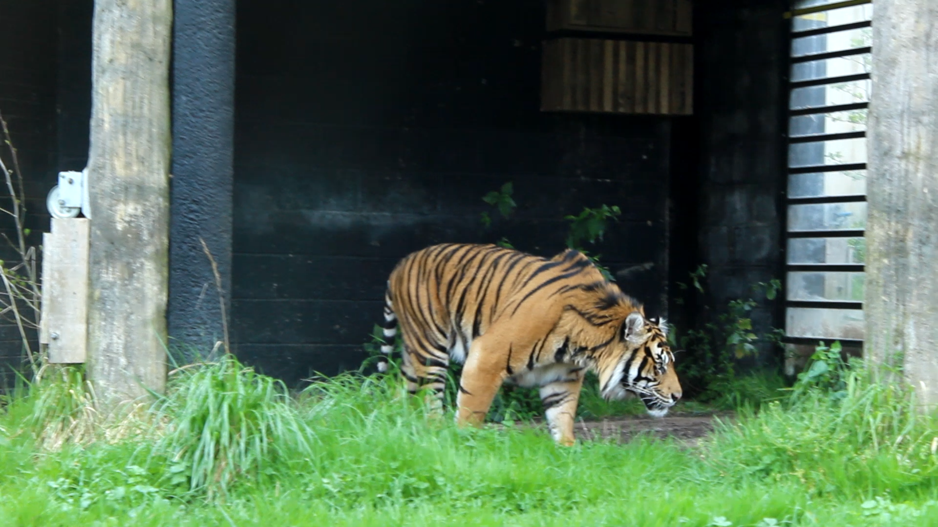 Sumatran Tiger