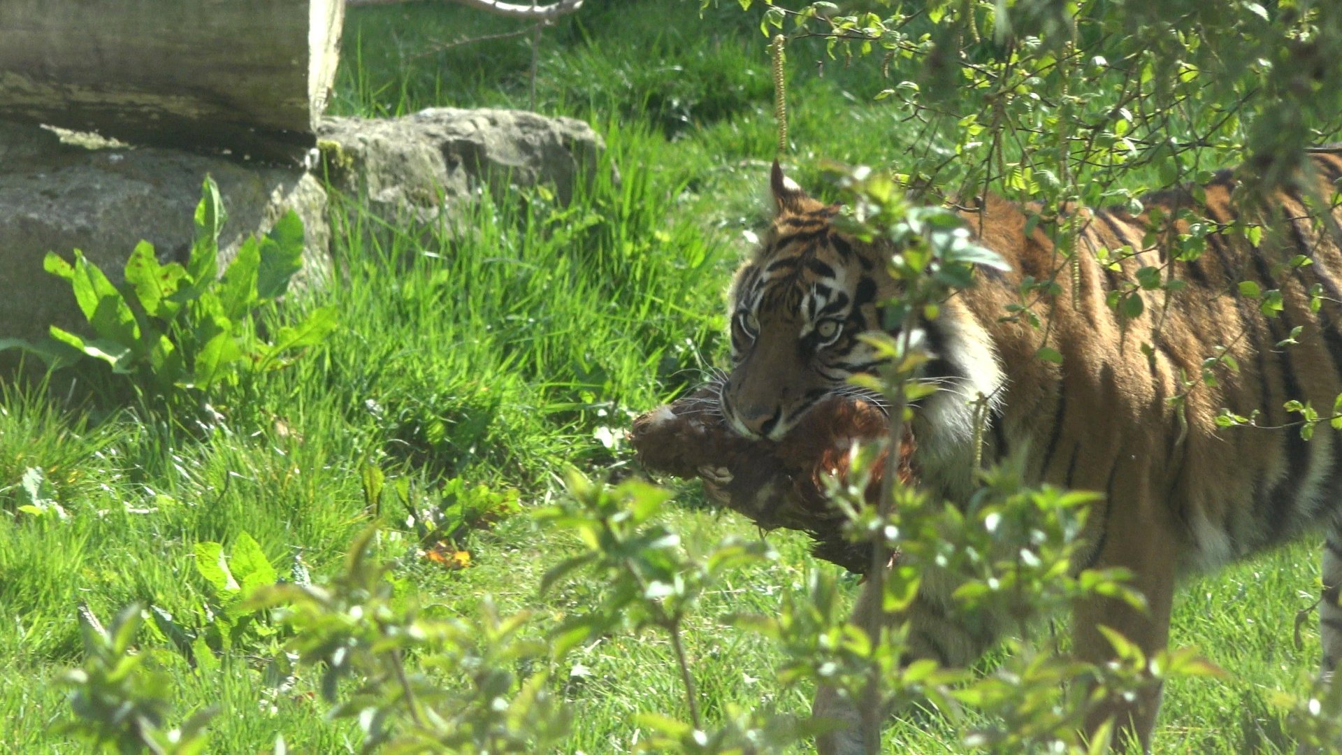 Sumatran Tiger
