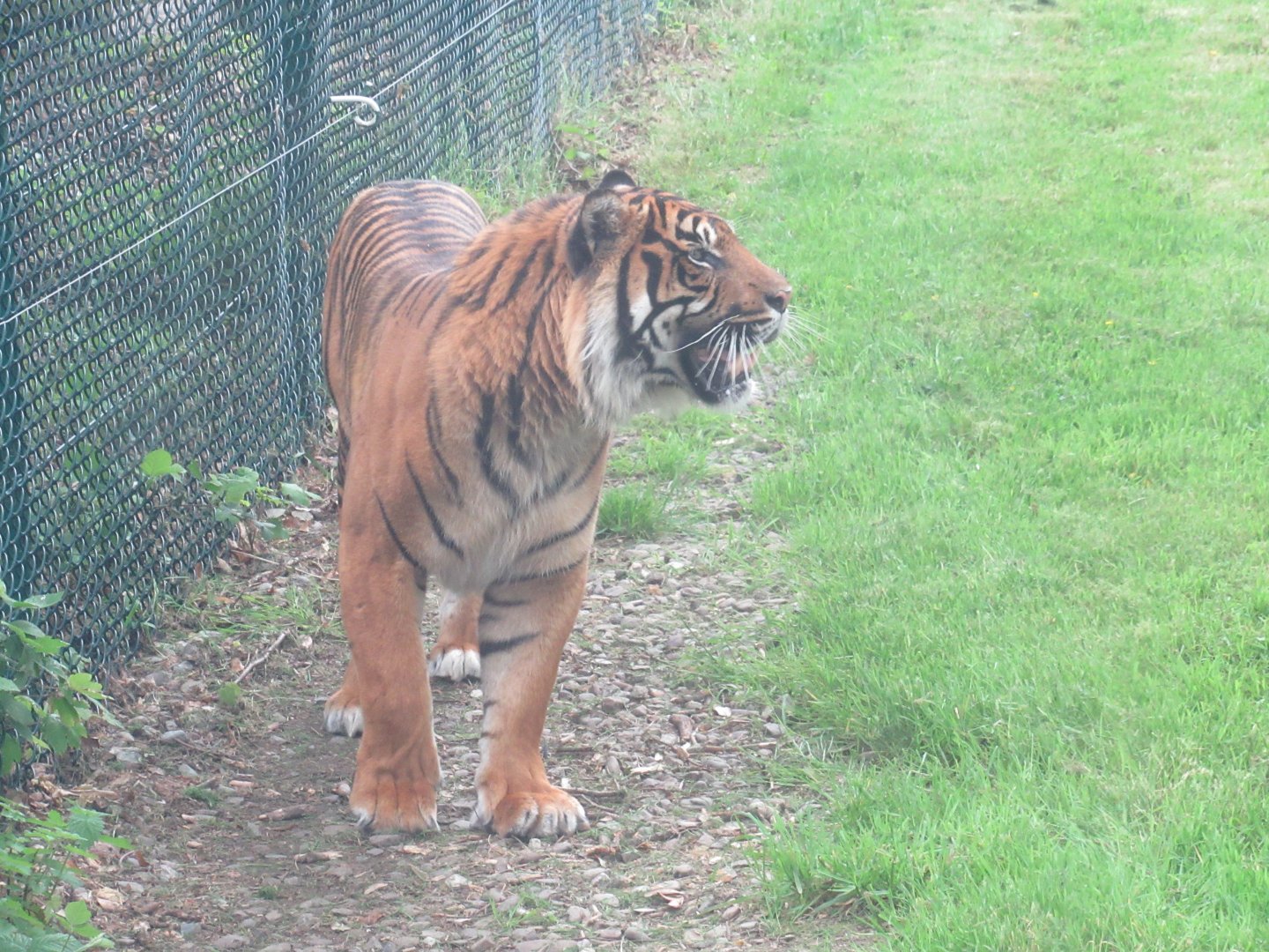 Sumatran tiger