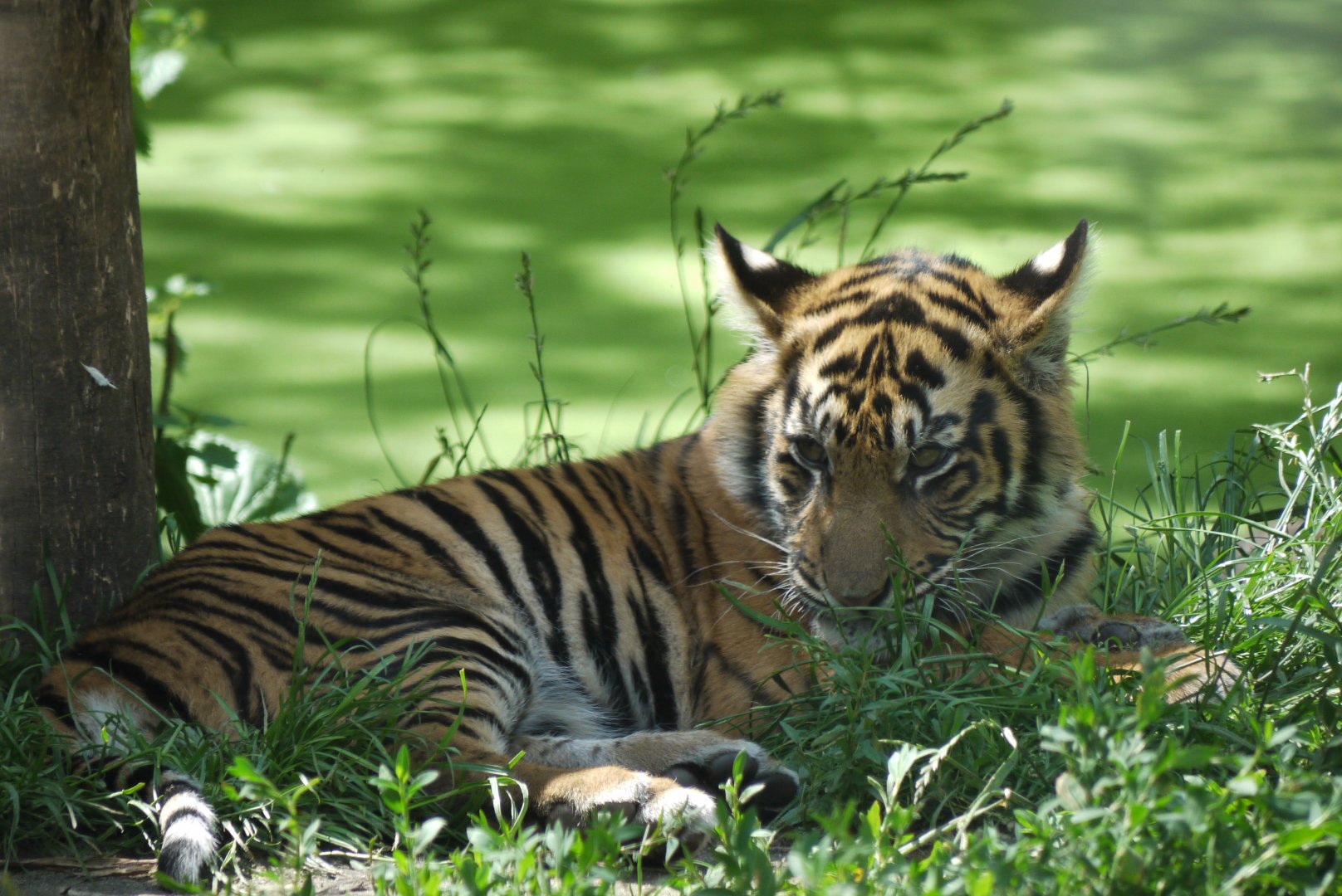 Sumatran Tiger