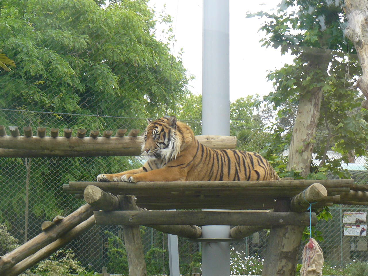 Sumatran tiger