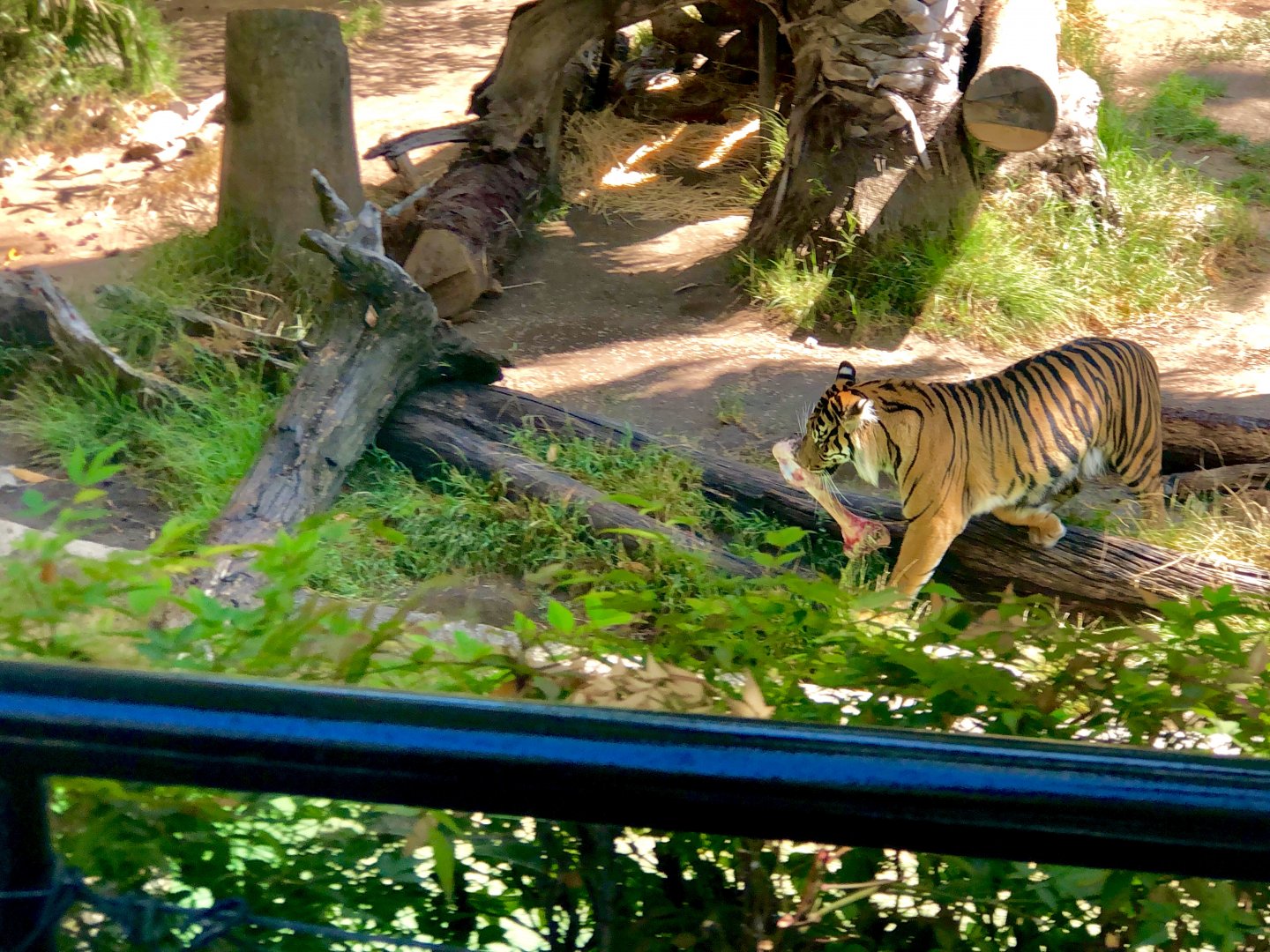 Sumatran Tiger