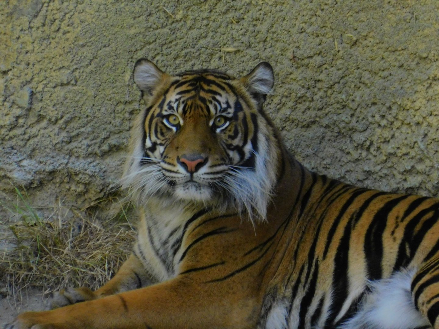 Sumatran Tiger