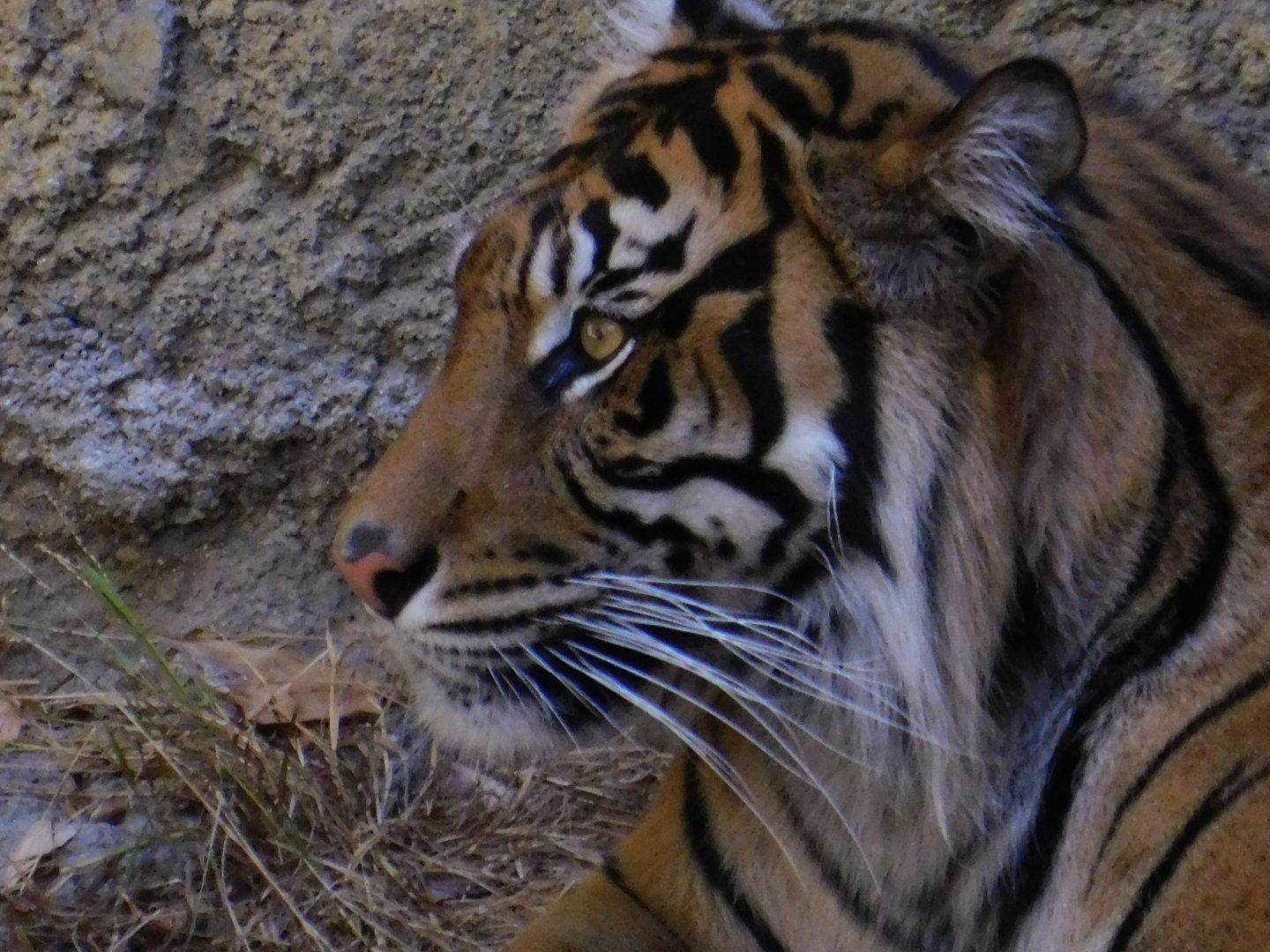 Sumatran Tiger